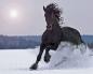 Статусы про конный спорт Цитаты о лошадях и женщинах